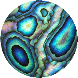 paua